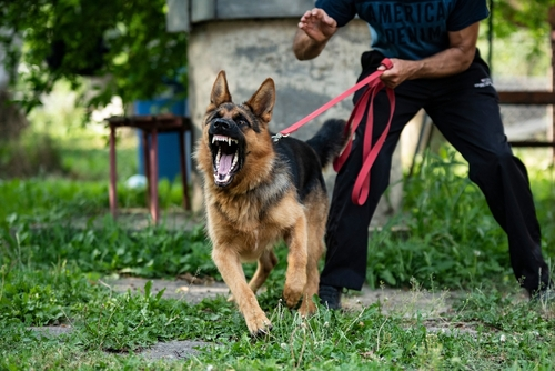 Aggressive dog restrained on a leash, illustrating Texas dog bite laws and liability issues in Brownsville.