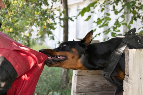 Dog biting a person during an attack, illustrating dog bite laws and legal considerations in Houston, Texas.